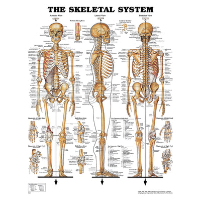 Anatomical Charts & Posters - Skeletal System