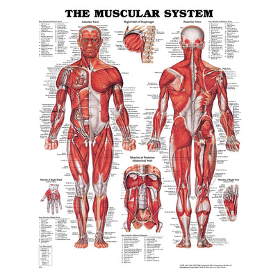 Anatomical Charts & Posters - Muscular System
