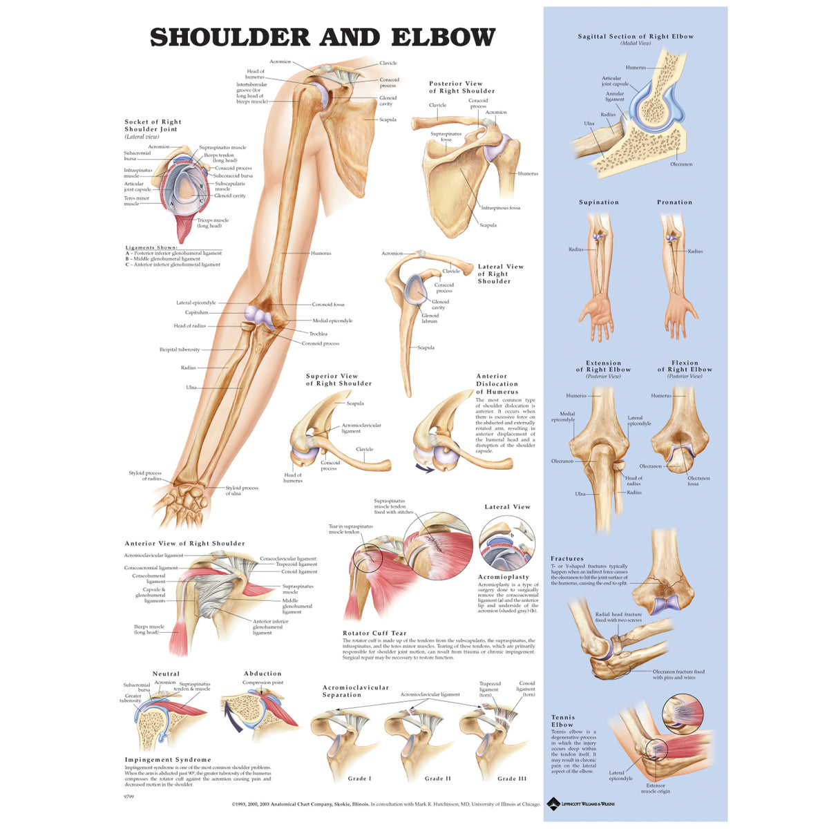 Anatomical Charts & Posters - Shoulder & Elbow