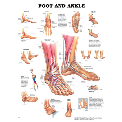 Anatomical Charts & Posters - Foot & Ankle