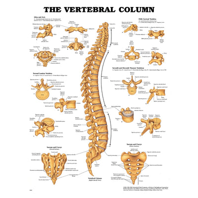 Anatomical Charts & Posters - Vertebral Column