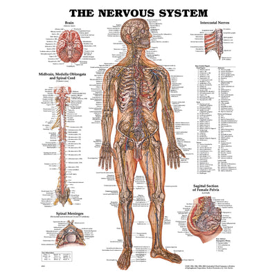 Anatomical Charts & Posters - Nervous System