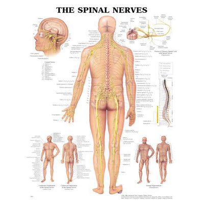 Anatomical Charts & Posters - Spinal Nerves