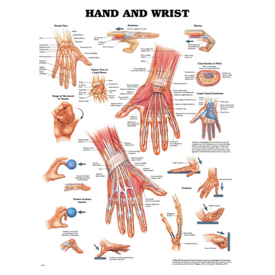 Anatomical Charts & Posters - Hand & Wrist